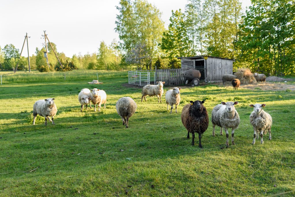 Five animal species that can be beneficial to have on a homestead