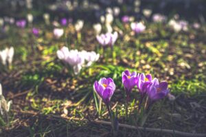 Spring Equinox: A Season of Blooming Flowers and New Beginnings
