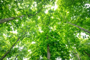 How to Be More Eco-Friendly This Year (Simple Habits That Actually Make a Difference)